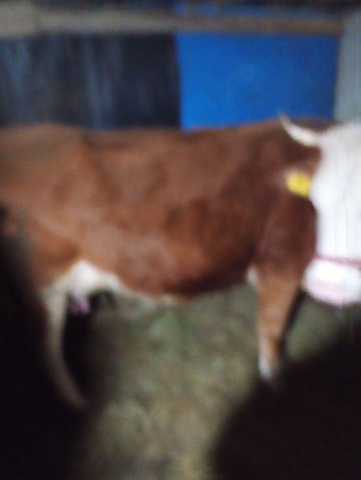 Vaca bălțată Românească