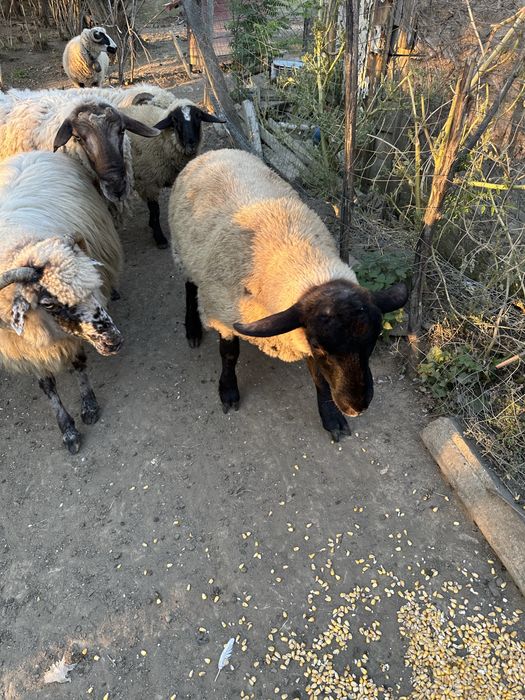 Berbecut suffolk de anul asta