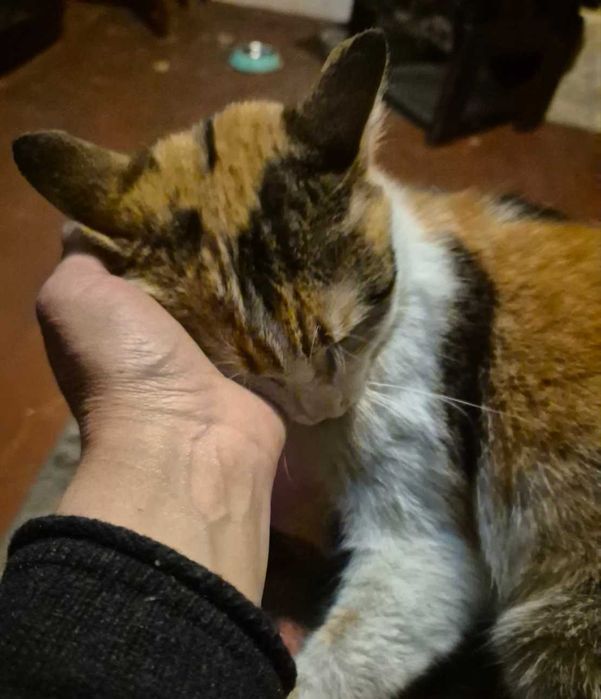 7-месечната Ефи търси дом!