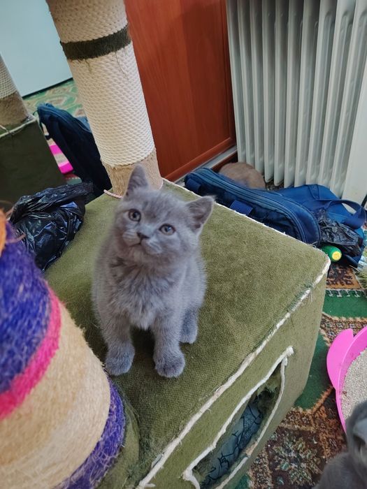 Продаются Шотландские котята, Скотишь Страйт