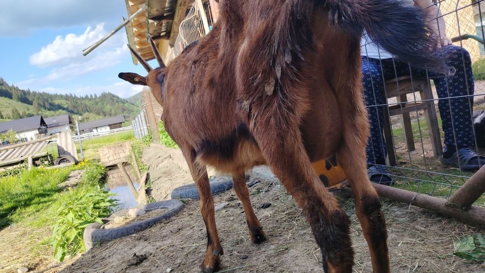 Capra Alpin Francez