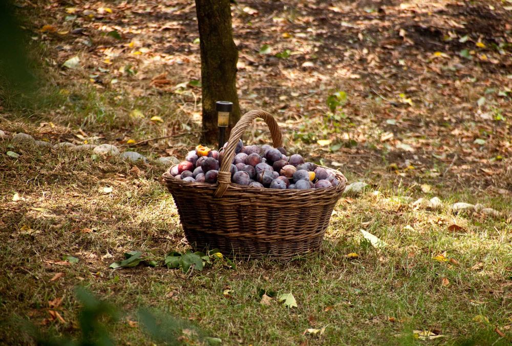 Magiun din Prune Negre, Galbene - fara zahar - 100% NATURAL