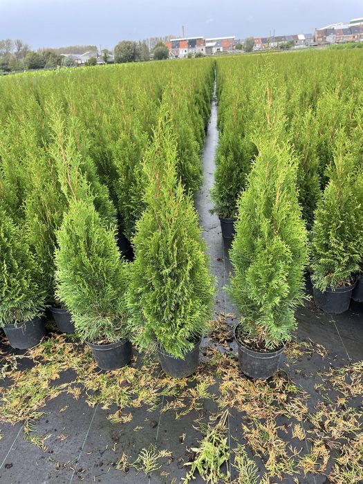 Туя смаракта можжевелник монглоу сасна крымка кустарники сасна горная