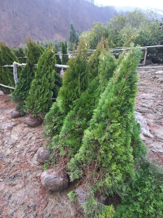 Vand plante de toate speciile