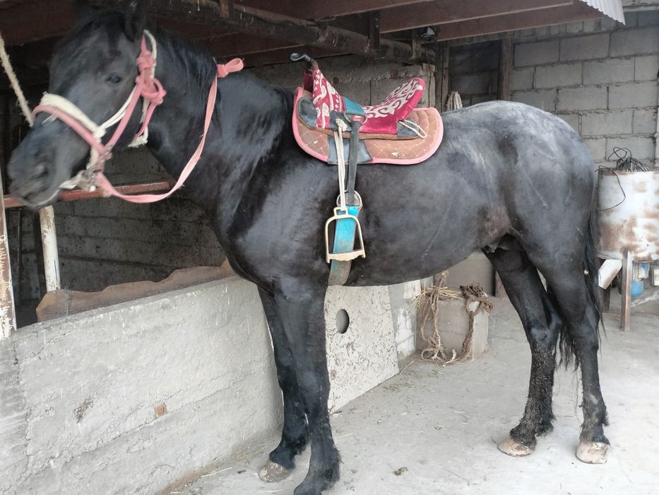 Жылқы дөнен шығар