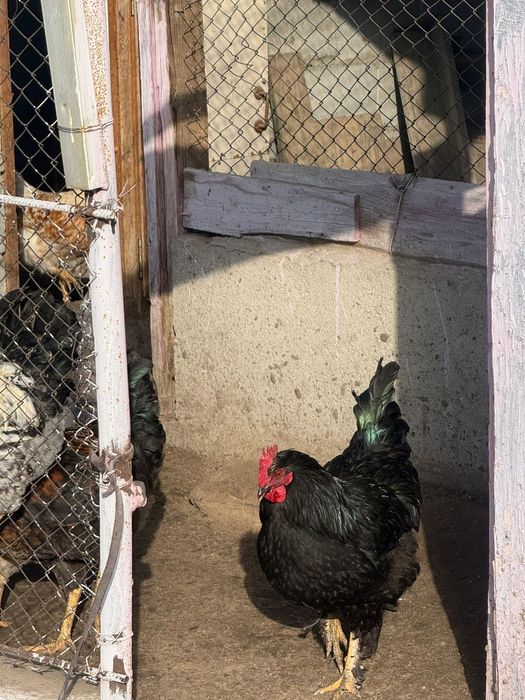 Әтештер  сатылады