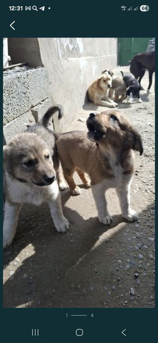 Күшіктер 3айлық,екеу