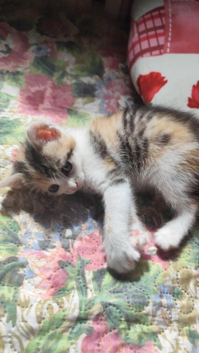 Котёнок, девочка