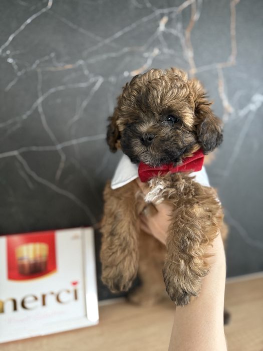 Продам щенков мальтипу, остались два мальчика.