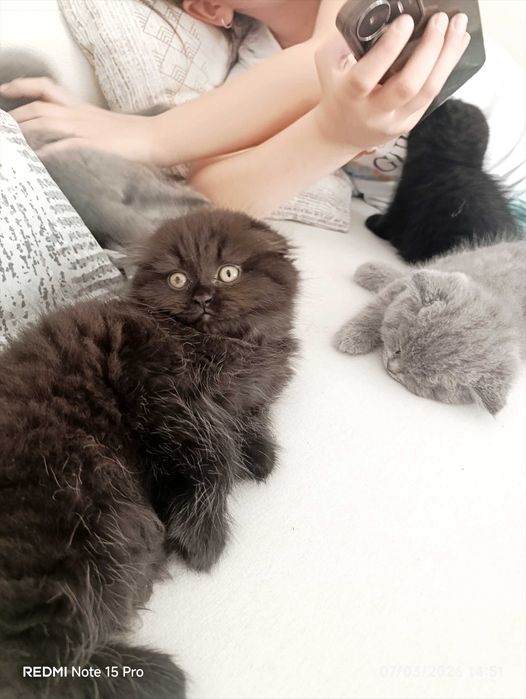 Британски късокосместа и шотлански клепоухи