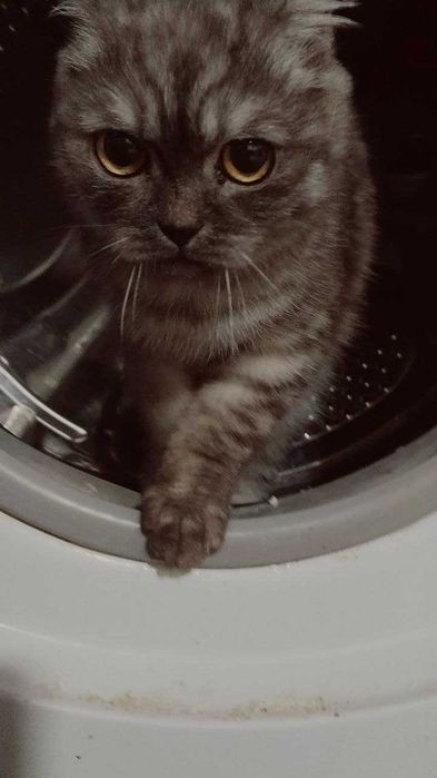 Продается вислоухий мальчик 5 месяцев