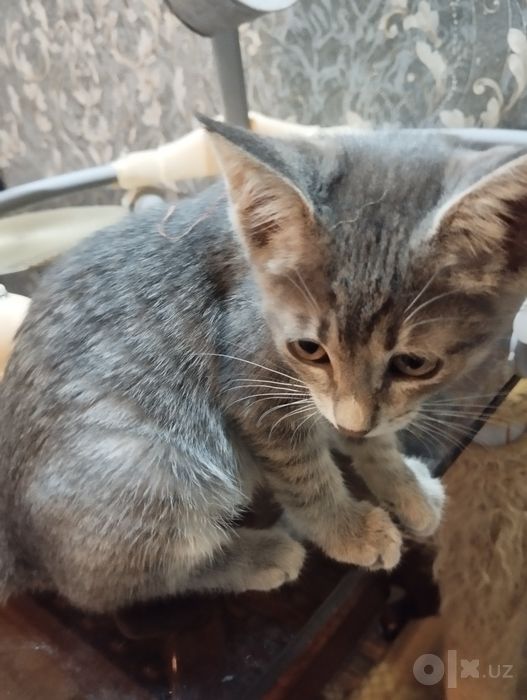 Котенок девочка Трикси (3 мес)