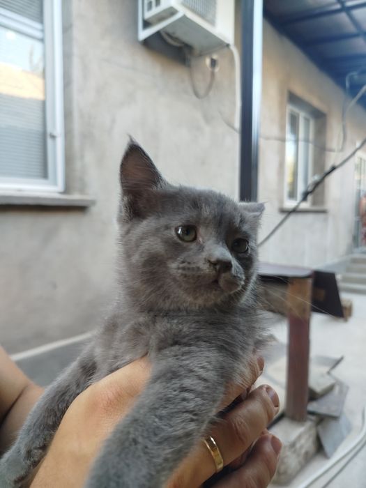 Котята голубого окраса