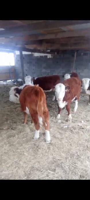 Қызыл қасқа, подсос