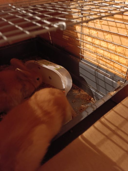 Продам декоративных кроликов