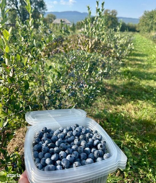 Teren intravilan 6.900mp BREB MARAMURES