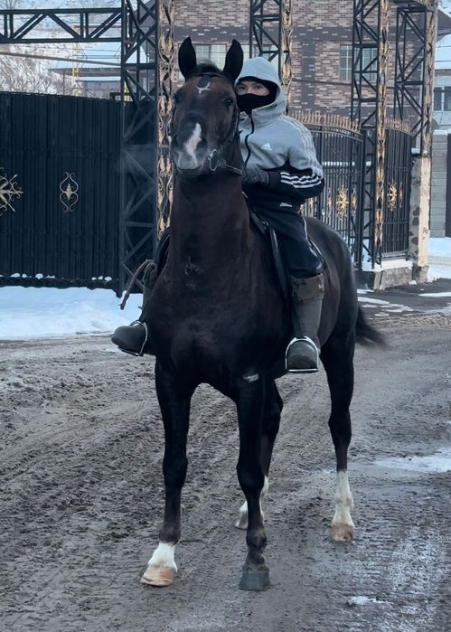 Продам хорошего коня срочно