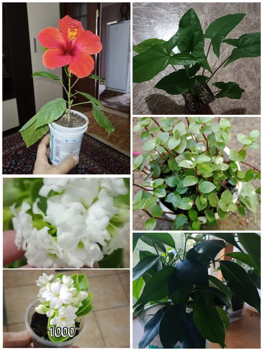 Продам цветы домашнии