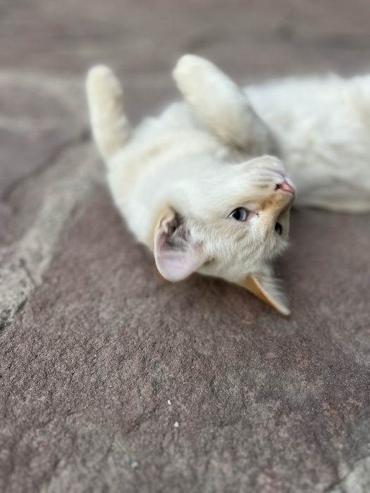 Отдам бесплатно котят