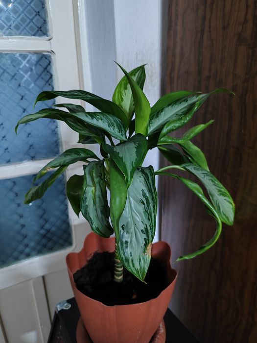 Продам домашние цветы