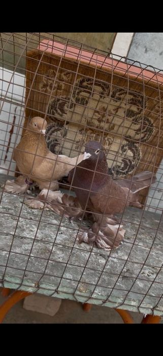 Голуби на гребле