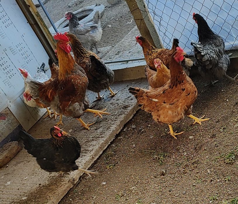 Старозагорска кръстоска