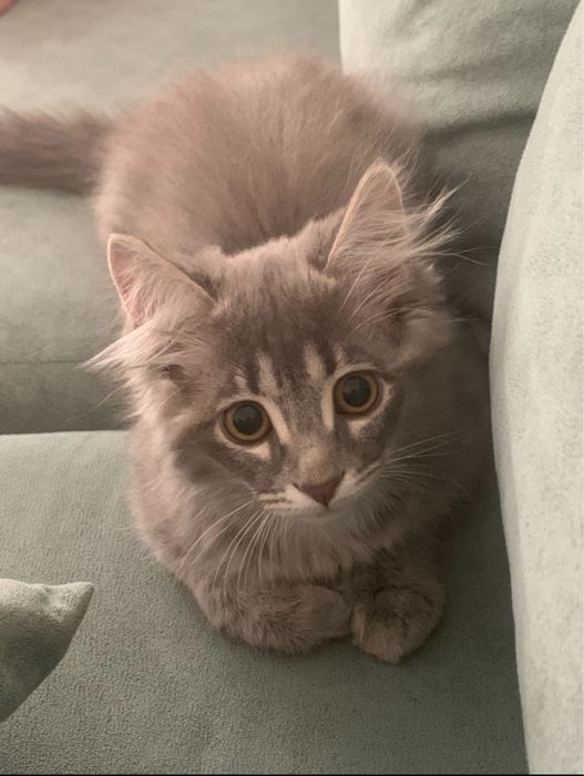 Отдам котенка в хорошее руки