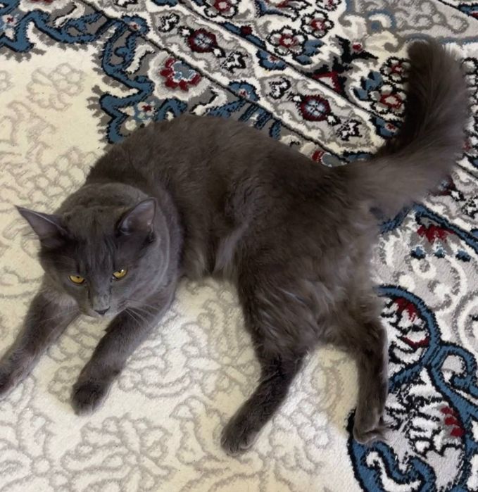 дадим кота бесплатно