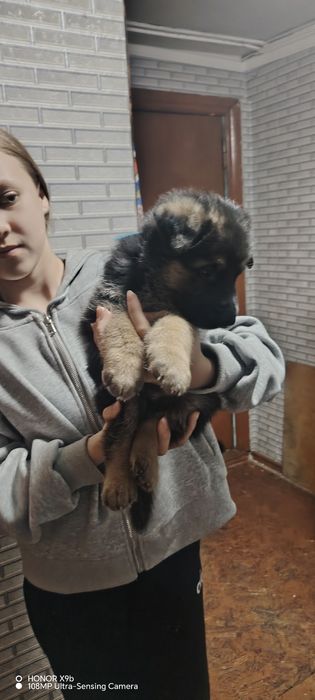 Щенок Немецкой овчарки.