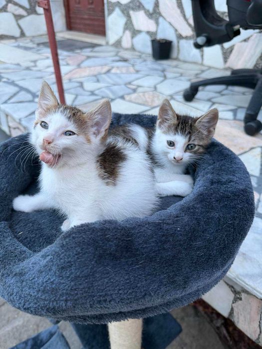 Подарявам малки котета