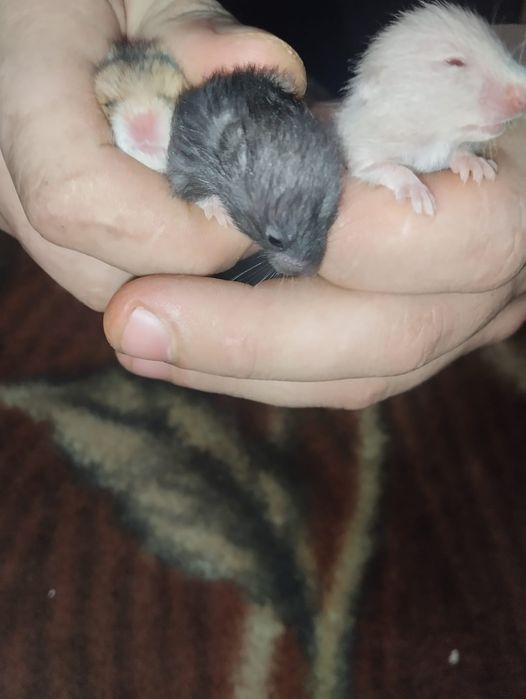 Продаю хомиков серийских