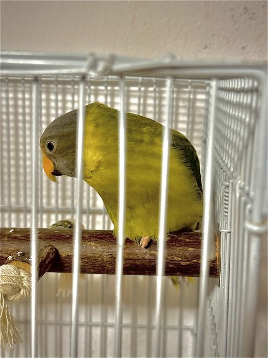 Papagal cap de prună