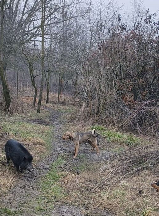 Copoi &Laika siberian femelă
