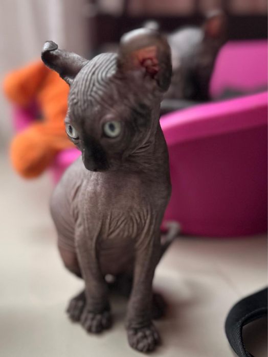 Fetita Sphinx Elf