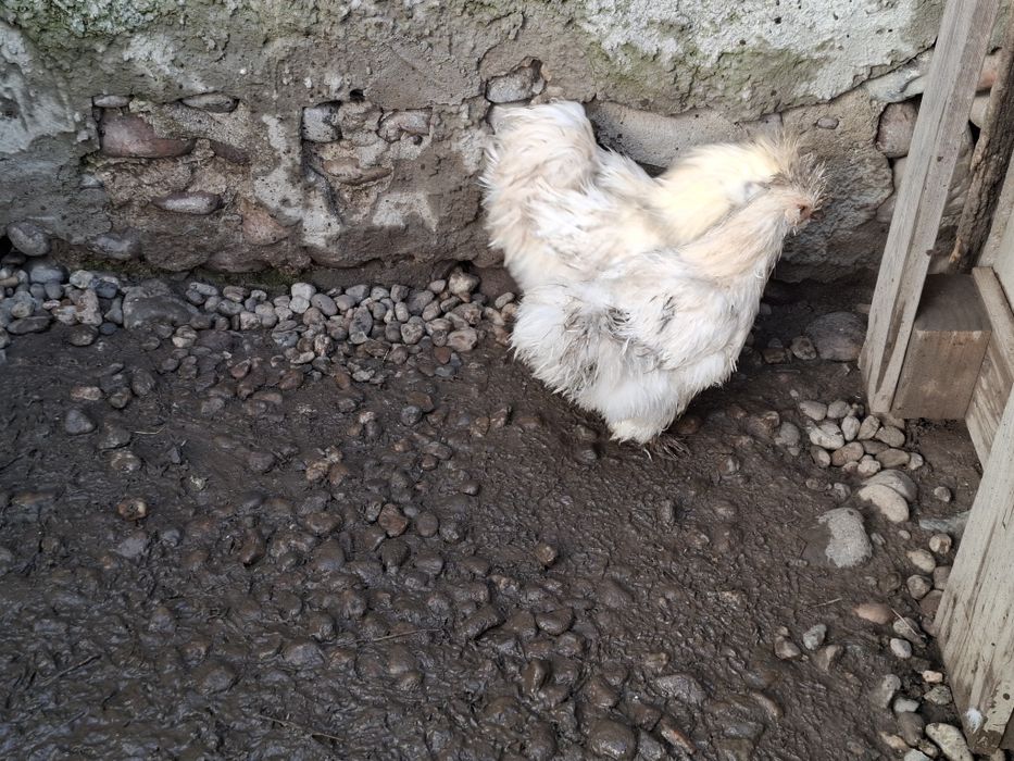 Gaini matase japoneza