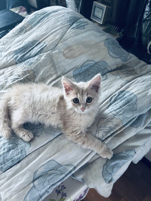 Котенок в добрые руки