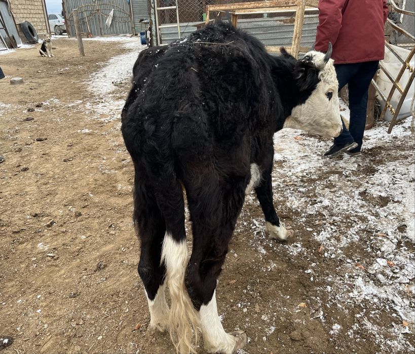 сиыр сатам      .