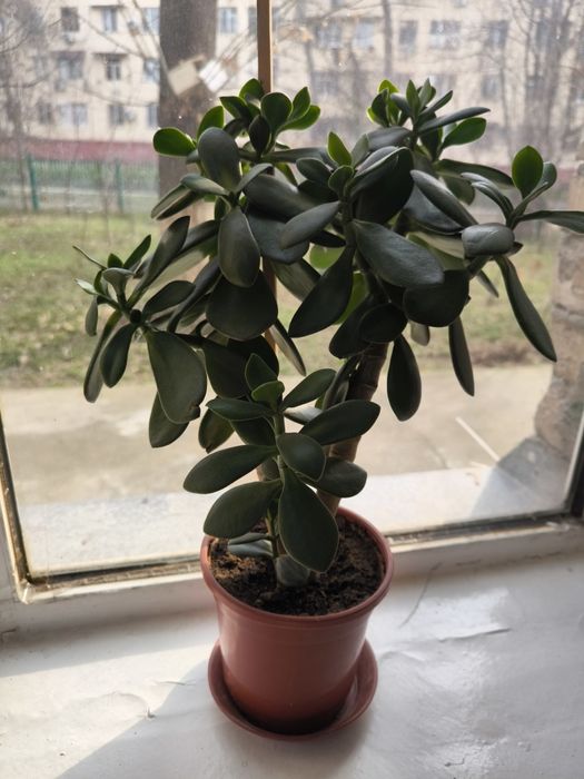 Домашний цветок в горшке Денежное дерево