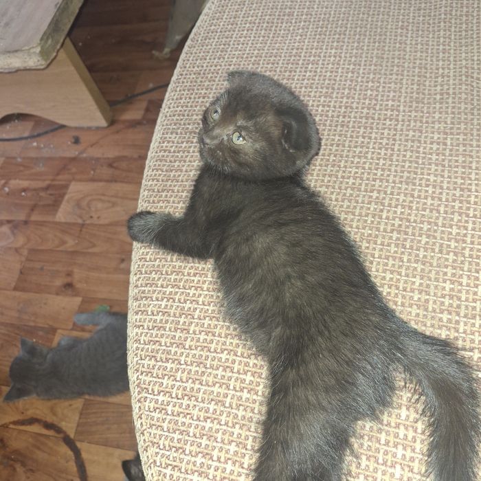 Отдам котят в добрые руки