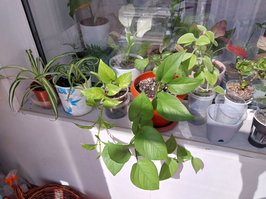 Продам комнатные  цветы