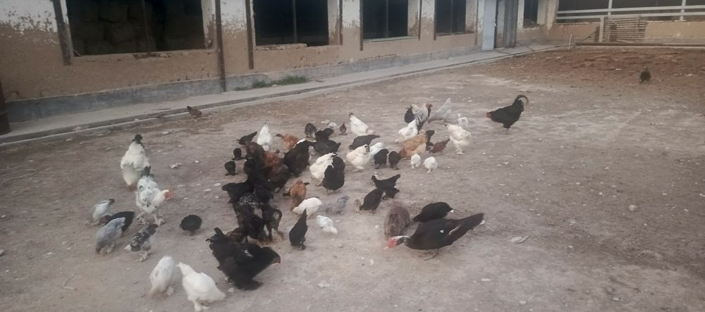 Продаётся куры и цыплята