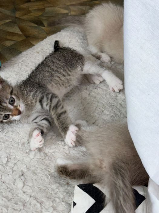 Отдам котят в добрые руки