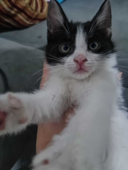 Котята вислоухие