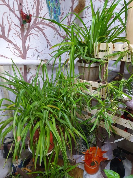 Продам цветы разных видов