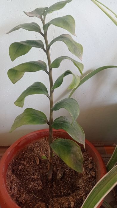 Гуллар сотилади буйи 25 30см