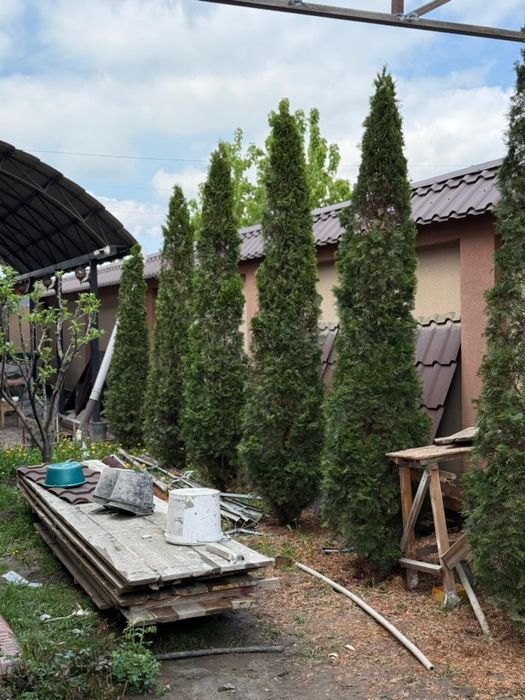 Продам туи,тую ёлка