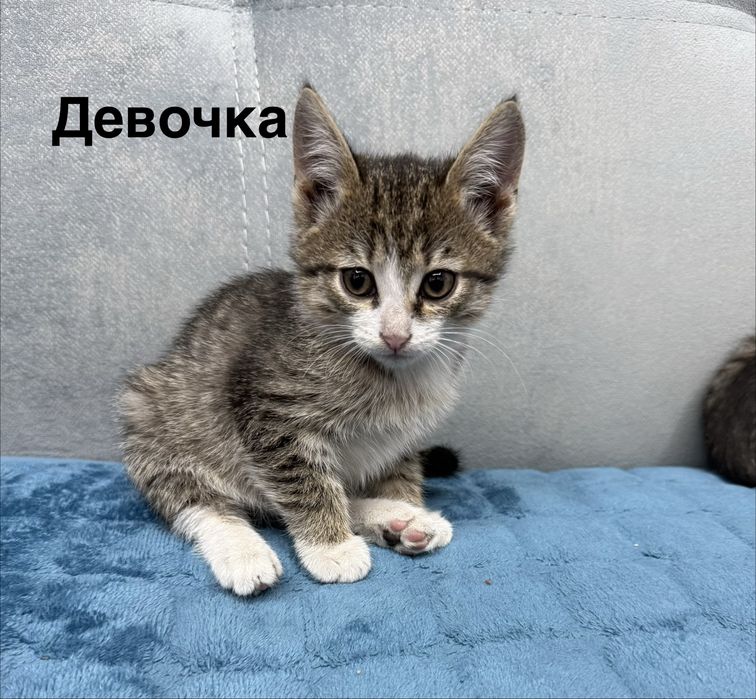 Отдам даром котят