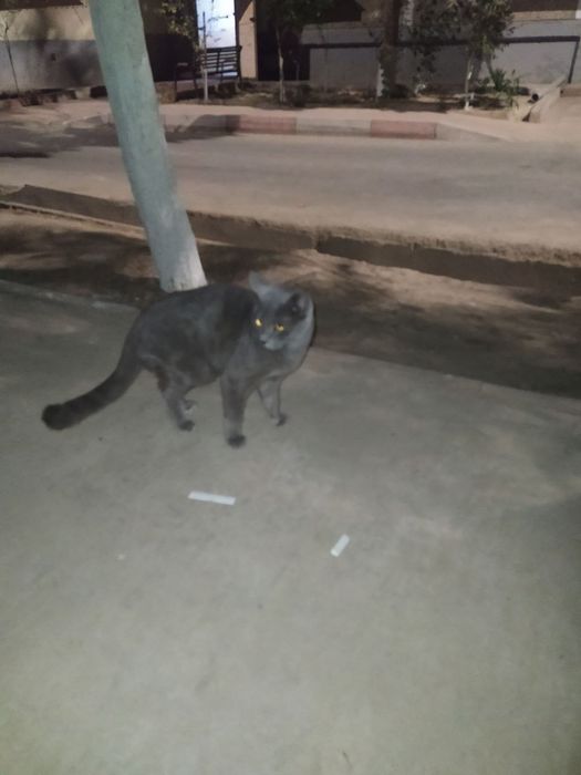 Mushu ismi ASKABAN adasi SCOTIFOLD