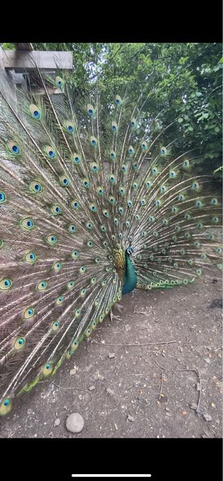 Самочки Индийские павлины