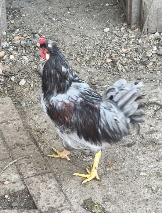 Cocosi de vanzare